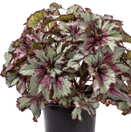Karaliskā begonija 'Curly Peppermint'